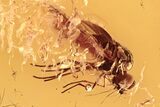 Detailed Fossil Snipe Fly (Rhagionidae) Swarm In Baltic Amber #292437-1